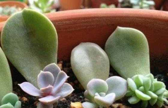如何养多肉叶
