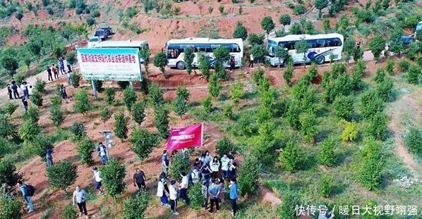 脱贫致富油茶产业