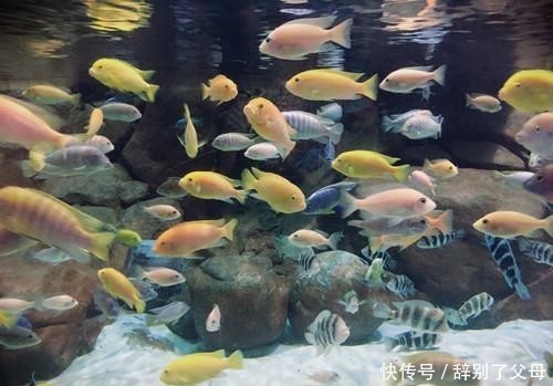 我国自主研发材料