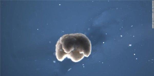 活体可编程机器人