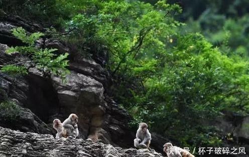 两岸猿声啼不住员是什么猿