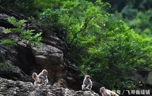 两岸猿声啼不住员是什么猿