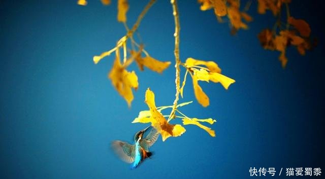 没有没有的句子