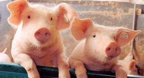 今曰生猪价格今日猪价