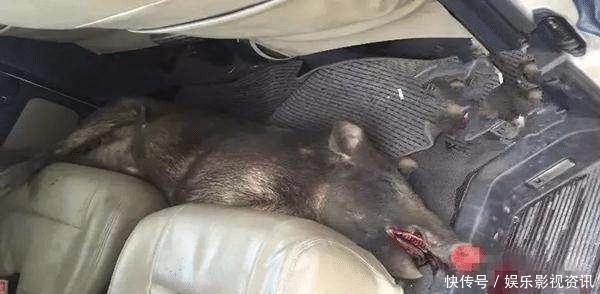 被撞死了全责怎么办