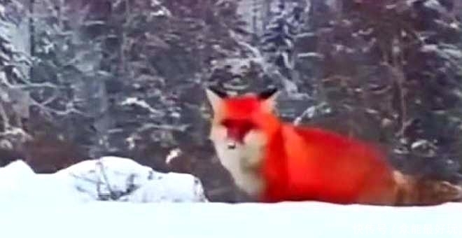 大兴安岭出现火狐