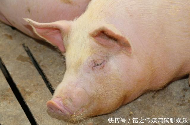 2019年12月生猪存栏