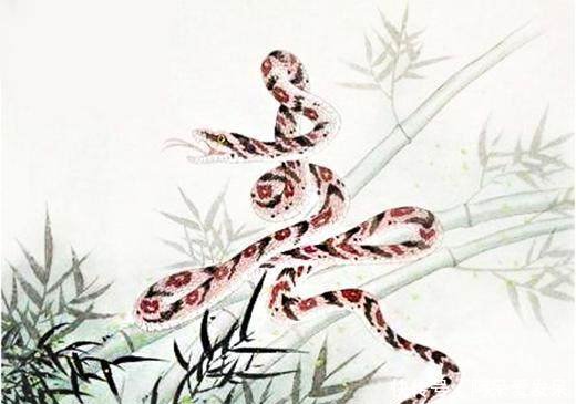 那个生肖是女人